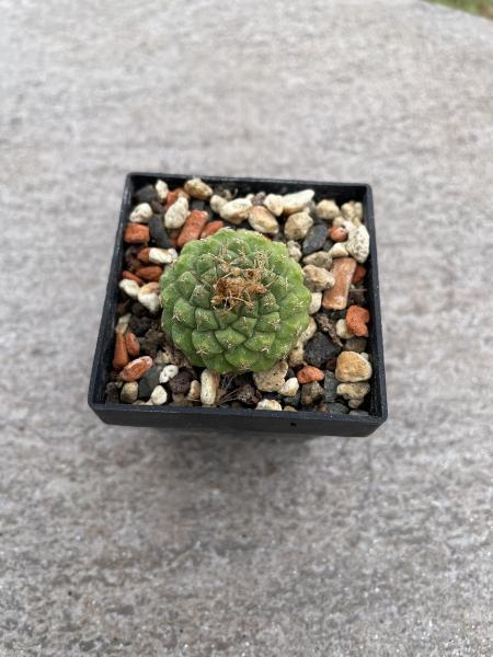 Strombocactus disciformis